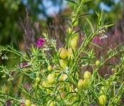 2020 09 19 LongFellowGardens 001